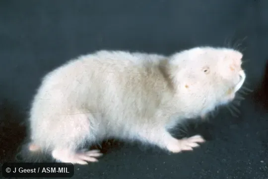 Formerly Cryptomys zechi. Also as Togo Mole-rat. Either USNM 436336 or 436337. Formerly Cryptomys zechi. Also as Togo Mole-rat. Either USNM 436336 or 436337.