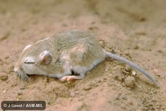 USNM 403542. Also as Brauer's Dwarf Gerbil. USNM 403542. Also as Brauer's Dwarf Gerbil.
