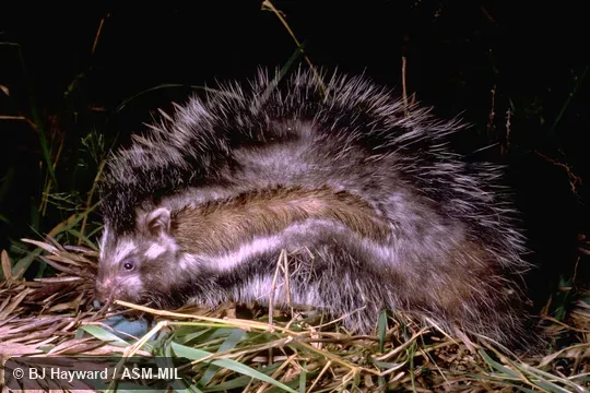Formerly Lophiomys imhausi. Formerly in Cricetidae. Presumably FMNH 153119. Also as Crested Rat. Formerly Lophiomys imhausi. Formerly in Cricetidae. Presumably FMNH 153119. Also as Crested Rat.