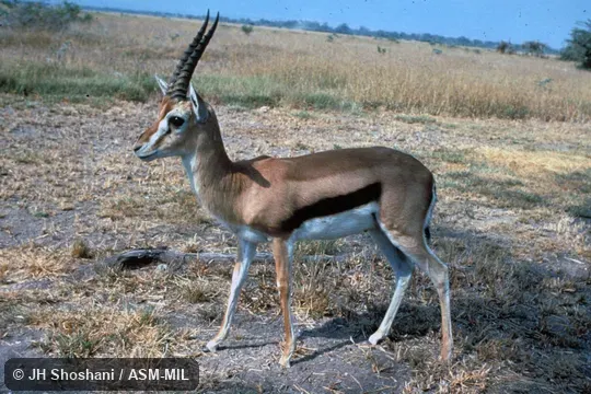 Side view. Eudorcas thomsonii thomsonii. Also as Eastern Thomson's Gazelle. Side view. Eudorcas thomsonii thomsonii. Also as Eastern Thomson's Gazelle.