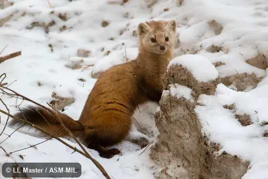 Also as American Pine Marten. Also as American Pine Marten.