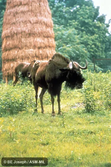 Oblique view. Also as White-tailed Gnu. Oblique view. Also as White-tailed Gnu.