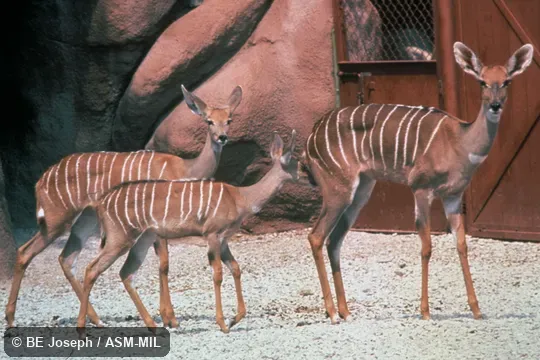 Side view of female with young. Also as Ammelaphus australis, Southern Lesser Kudu. Side view of female with young. Also as Ammelaphus australis, Southern Lesser Kudu.
