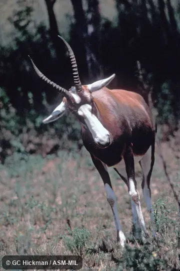 Front view. Damaliscus pygargus phillipsi. Front view. Damaliscus pygargus phillipsi.