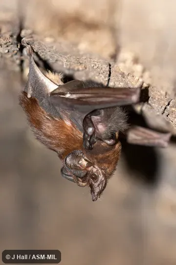 Peropteryx leucoptera leucoptera Peropteryx leucoptera leucoptera