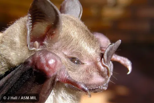 Artibeus planirostris fallax. Species includes forms formerly as Artibeus jamaicensis planirostris, fallax, grenadensis, hercules, and trinitatis. Also as Flat-headed Fruit-eating Bat|Spix's Artibeus. Artibeus planirostris fallax. Species includes forms formerly as Artibeus jamaicensis planirostris, fallax, grenadensis, hercules, and trinitatis. Also as Flat-headed Fruit-eating Bat|Spix's Artibeus.