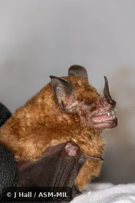 Also as Benkeith's Short-tailed Bat. Also as Benkeith's Short-tailed Bat.