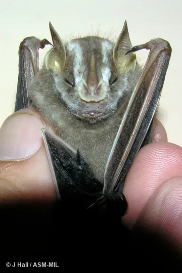 Formerly Platyrrhinus helleri incarum. Formerly Platyrrhinus helleri incarum.