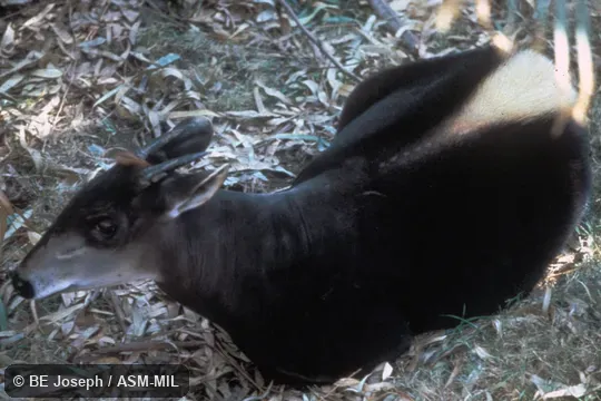 Dorsal view Dorsal view