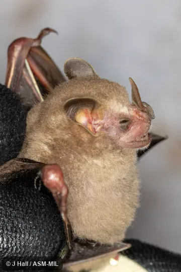 Formerly Vampyressa bidens. Formerly Vampyressa bidens.