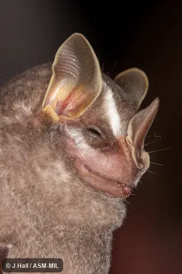 Formerly Vampyressa brocki. Formerly Vampyressa brocki.