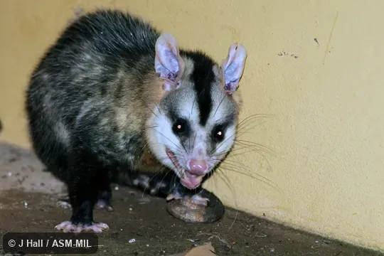 Also as White-eared Opossum|Cassaco. Also as White-eared Opossum|Cassaco.