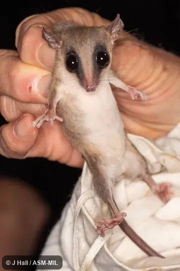 Also as Little Rufous Mouse Opossum. Also as Little Rufous Mouse Opossum.