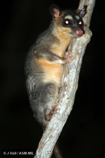 Formerly Philander opossum canus. Formerly Philander opossum canus.