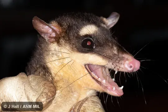 Philander pebas image