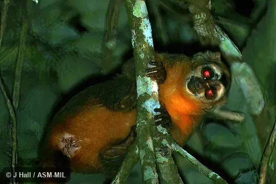 Formerly in Cebidae. Formerly as Aotus nancymaae. Also as Nancy Ma's Night Monkey|Nancy Ma's Owl Monkey. Formerly in Cebidae. Formerly as Aotus nancymaae. Also as Nancy Ma's Night Monkey|Nancy Ma's Owl Monkey.