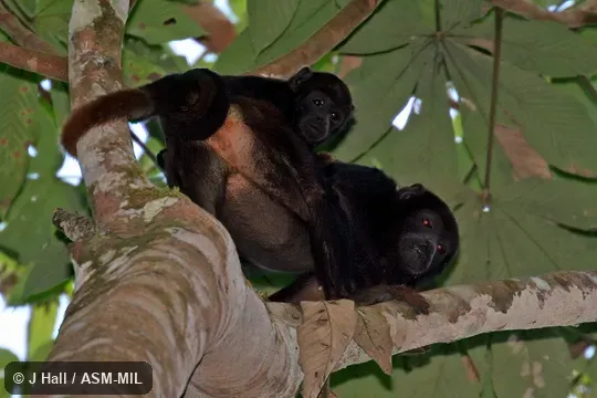 Formerly part of Alouatta belzebul. Formerly part of Alouatta belzebul.