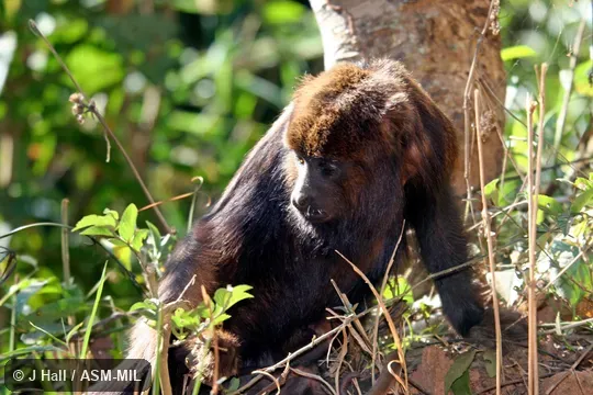 Also as Brown HowlerMonkey|Brown Howling Monkey. Also as Brown HowlerMonkey|Brown Howling Monkey.