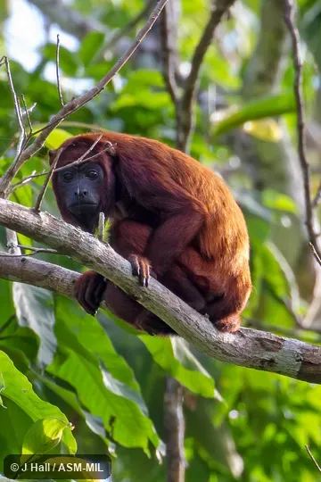 Also as Golden Howler Monkey|Guianan Red Howler Monkey|Guyanan Red Howler. Also as Golden Howler Monkey|Guianan Red Howler Monkey|Guyanan Red Howler.