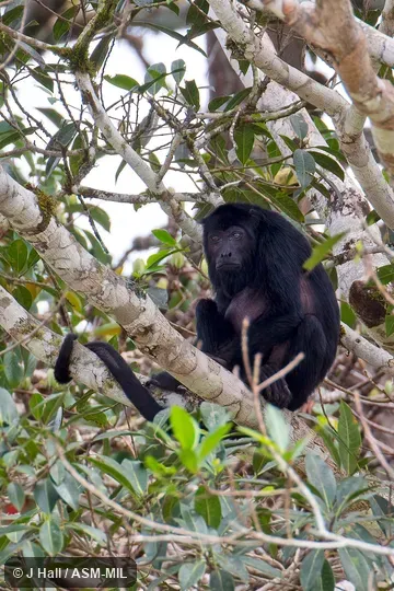 Also as Amazon Black Howler Monkey. Also as Amazon Black Howler Monkey.