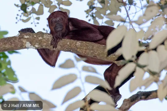 Also as Red Howler|Red Howling Monkey|Venezuelan Red Howler. Also as Red Howler|Red Howling Monkey|Venezuelan Red Howler.
