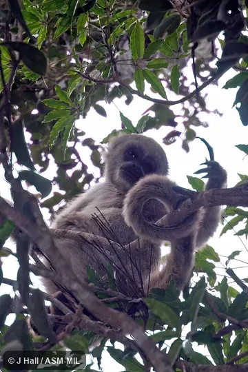 Also as Northern Woolly Spider Monkey. Also as Northern Woolly Spider Monkey.