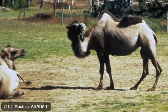 Side view of captive. Also as Two-Humped Camel|Double-Humped Camel|Asiatic Camel. Side view of captive. Also as Two-Humped Camel|Double-Humped Camel|Asiatic Camel.