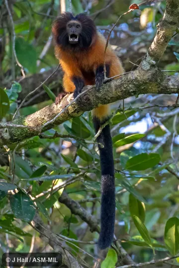 Also as Superagüi Lion Tamarin. Formerly Cebidae (Callitrichinae). Also as Superagüi Lion Tamarin. Formerly Cebidae (Callitrichinae).