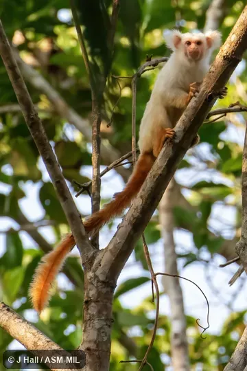 Formerly Callithrix chrysoleuca. Also as Gold-and-white Marmoset|Golden-white Tassel-ear Marmoset. Formerly Cebidae (Callitrichinae). Formerly Callithrix chrysoleuca. Also as Gold-and-white Marmoset|Golden-white Tassel-ear Marmoset. Formerly Cebidae (Callitrichinae).