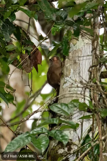 Formerly Callithrix humilis or Calibella humilis. Also as Dwarf Marmoset|Roosmalens's Dwarf Marmoset. Formerly Cebidae (Callitrichinae). Formerly Callithrix humilis or Calibella humilis. Also as Dwarf Marmoset|Roosmalens's Dwarf Marmoset. Formerly Cebidae (Callitrichinae).