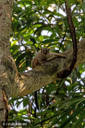 Formerly Callithrix marcai. Formerly Cebidae (Callitrichinae). Formerly Callithrix marcai. Formerly Cebidae (Callitrichinae).