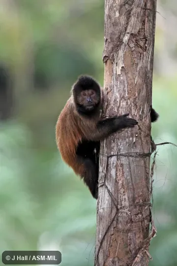 Formerly Cebus negritus robustus, Black Capuchin. Also as Robust Tufted Capuchin. Formerly Cebus negritus robustus, Black Capuchin. Also as Robust Tufted Capuchin.