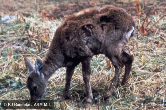 Side view of young female. Also as Guemal|South Andean Huemul|Chilean Huemul|Patagonian Huemul. Side view of young female. Also as Guemal|South Andean Huemul|Chilean Huemul|Patagonian Huemul.