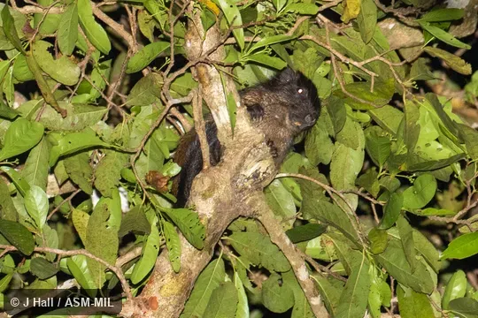 Formerly Makalata grandis. Also as Giant Armored Tree-rat|Giant Tree-rat. Formerly Makalata grandis. Also as Giant Armored Tree-rat|Giant Tree-rat.