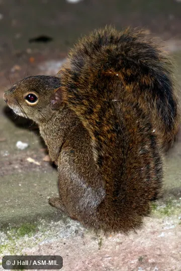 Also as Guerlinguetus aestuans. Also as Guerlinguetus aestuans.