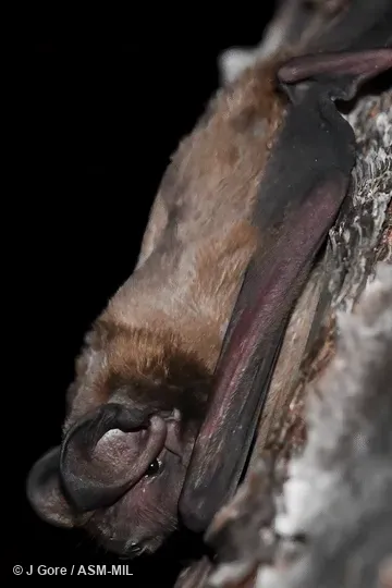 Formerly Eumops glaucinus floridanus, Wagner's Bonneted Bat. Image in Mammalian Species Account 1009. May not be used commercially. Formerly Eumops glaucinus floridanus, Wagner's Bonneted Bat. Image in Mammalian Species Account 1009. May not be used commercially.