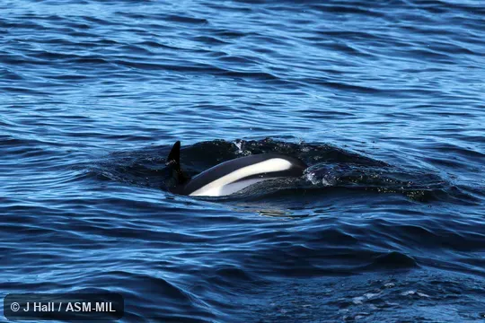 Formerly Lagorhynchus acutus. Formerly in order Cetacea. Also as Atlantic White-sided Porpoise|Jumper|Skunk Porpoise. Formerly Lagorhynchus acutus. Formerly in order Cetacea. Also as Atlantic White-sided Porpoise|Jumper|Skunk Porpoise.