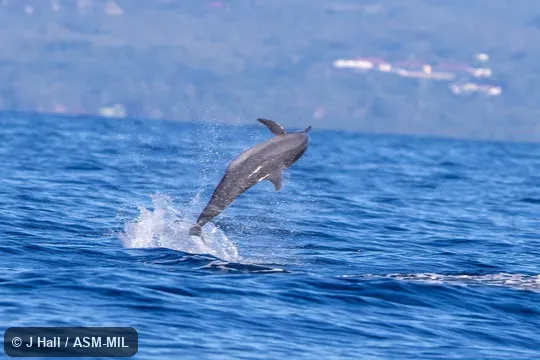 Formerly in order Cetacea. Stenella longirostris longirostris, Gray's Spinner Dolphin. Also as Long-beaked Dolphin|Long-snouted Dolphin|Pantropical Spinner Dolphin. Formerly in order Cetacea. Stenella longirostris longirostris, Gray's Spinner Dolphin. Also as Long-beaked Dolphin|Long-snouted Dolphin|Pantropical Spinner Dolphin.