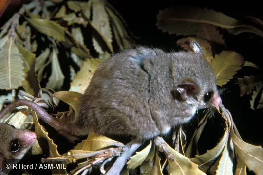 Side view of captive. Formerly as Cercatetus nanus. Also as Common Dormouse-phalanger. Side view of captive. Formerly as Cercatetus nanus. Also as Common Dormouse-phalanger.
