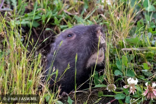 Formerly Thomomys bulbivorus. Also as Camas Rat. Formerly Thomomys bulbivorus. Also as Camas Rat.
