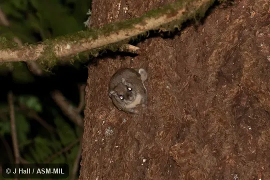 Formerly part of Glaucomys sabrinus. Formerly part of Glaucomys sabrinus.