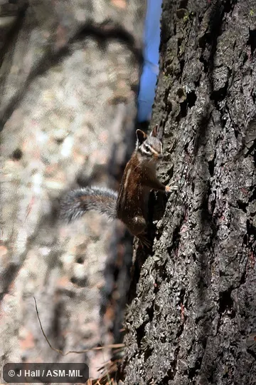 Formerly Tamias quadrimaculatus Formerly Tamias quadrimaculatus