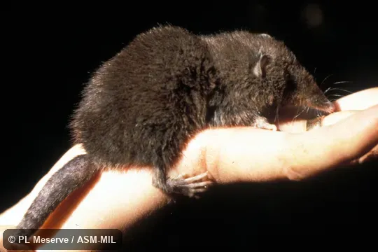 Side view, hand-held. Also as Chilean Caenolestid|Chilean Shrew-opossum|Fat-tailed Caenolestid|Long-nosed Caenolestid. Side view, hand-held. Also as Chilean Caenolestid|Chilean Shrew-opossum|Fat-tailed Caenolestid|Long-nosed Caenolestid.