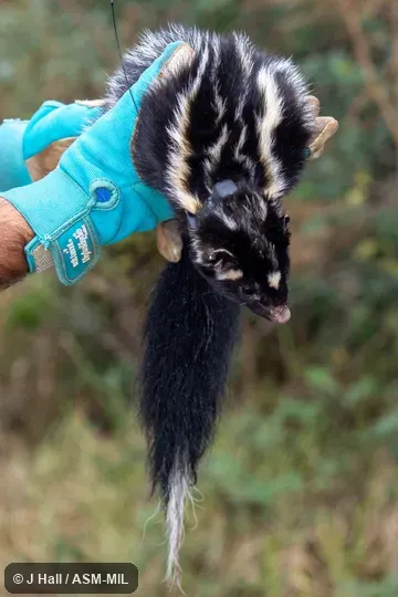 Formerly Spilogale putorius interrupta, Eastern Spotted Skunk. Formerly Spilogale putorius interrupta, Eastern Spotted Skunk.