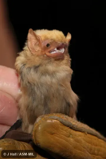 Formerly Dasypterus xanthinus. Formerly Dasypterus xanthinus.