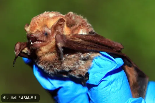 Also as Mahogany Bat. Also as Mahogany Bat.