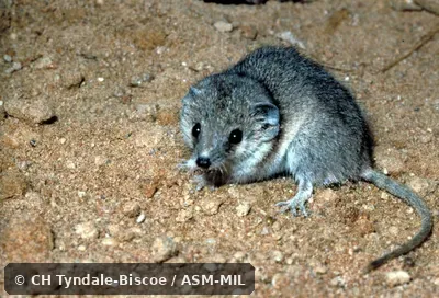 Side view of captive adult male Side view of captive adult male