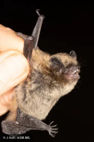 Also as Hairy-winged Myotis. Also as Hairy-winged Myotis.