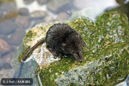 Formerly Soricomorpha. Formerly Soricomorpha.