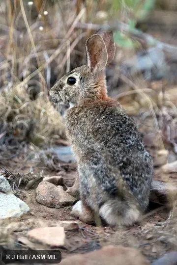 Sylvilagus holzneri robustus. Formerly Sylvilagus robustus. Sylvilagus holzneri robustus. Formerly Sylvilagus robustus.